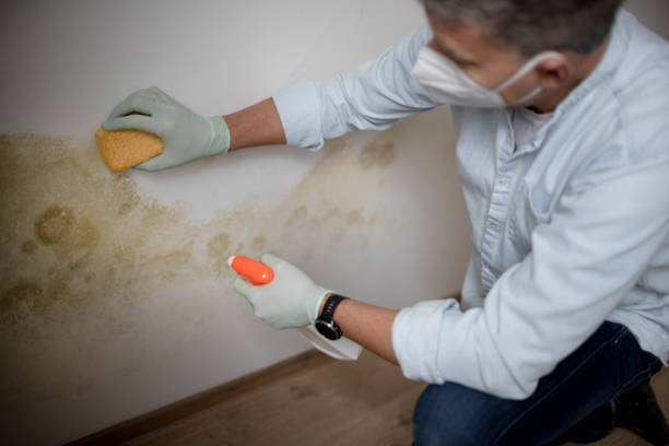 Best Toxic Mold Removal  in Weston Mills, NY
