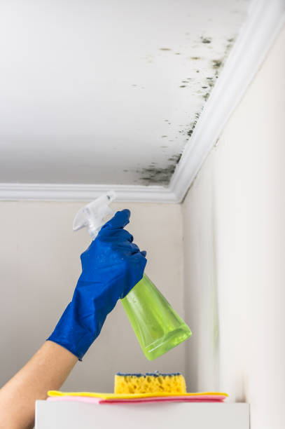 Best Mold Remediation Services  in Weston Mills, NY