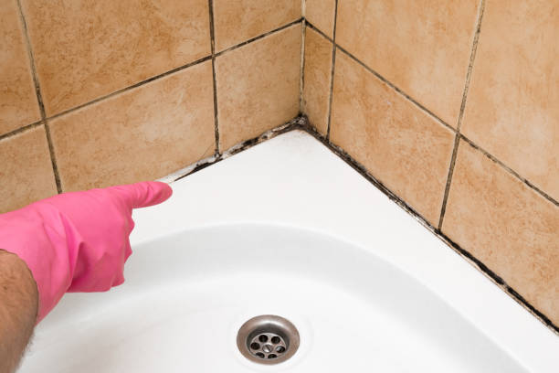 Best Fast Mold Removal  in Weston Mills, NY